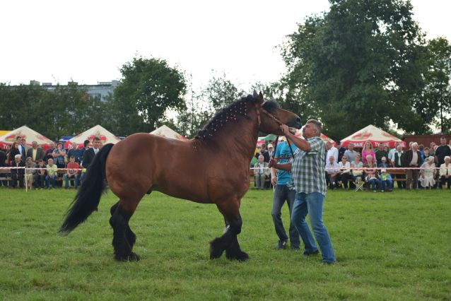 Powiatowa Wystawa Koni 2014