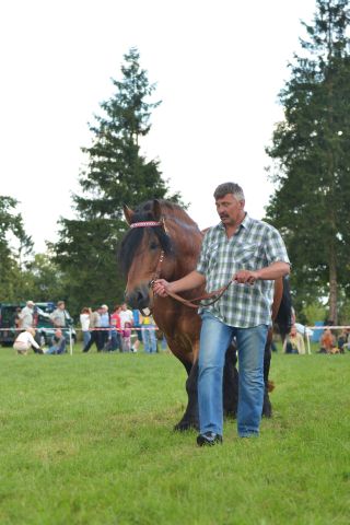 Powiatowa Wystawa Koni 2014