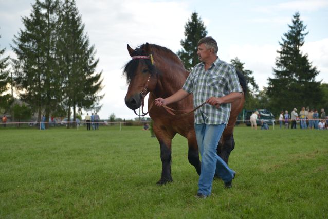 Powiatowa Wystawa Koni 2014