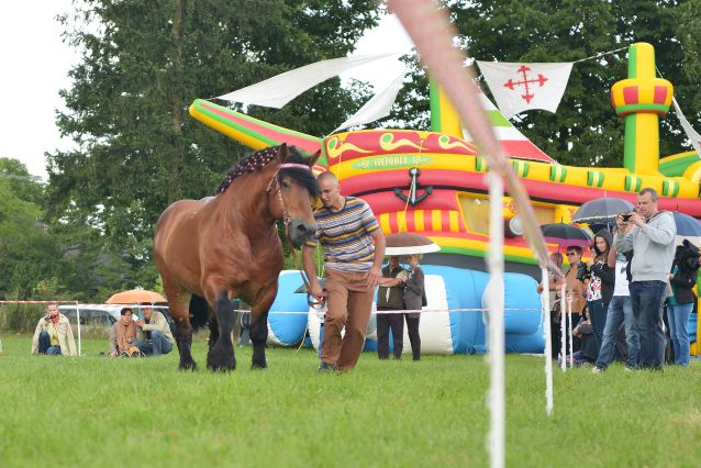 Powiatowa Wystawa Koni 2014