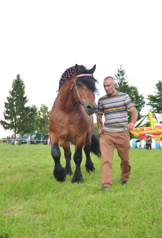 Powiatowa Wystawa Koni 2014