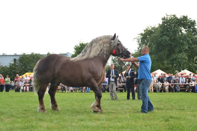 Powiatowa Wystawa Koni 2014
