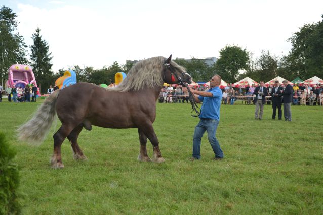 Powiatowa Wystawa Koni 2014