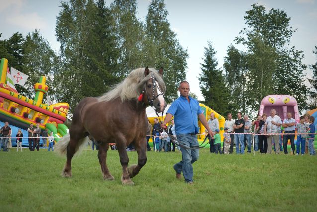 Powiatowa Wystawa Koni 2014