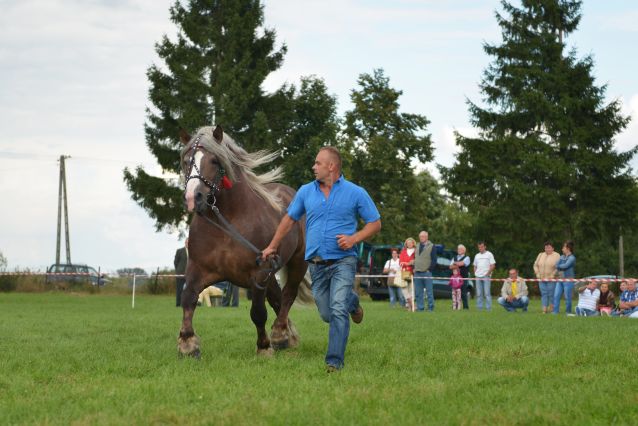 Powiatowa Wystawa Koni 2014