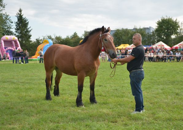 Powiatowa Wystawa Koni 2014