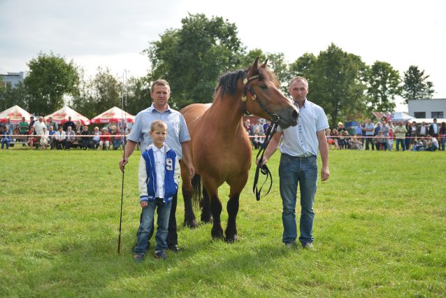 Powiatowa Wystawa Koni 2014
