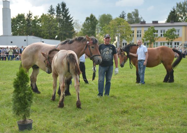 Powiatowa Wystawa Koni 2014