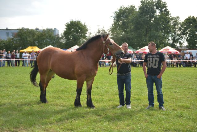 Powiatowa Wystawa Koni 2014