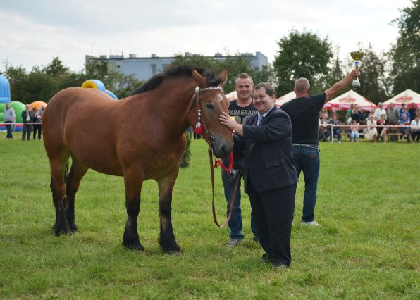 Powiatowa Wystawa Koni 2014
