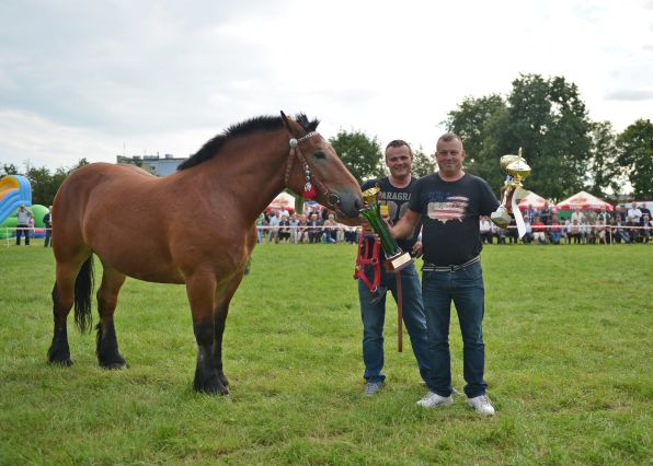 Powiatowa Wystawa Koni 2014