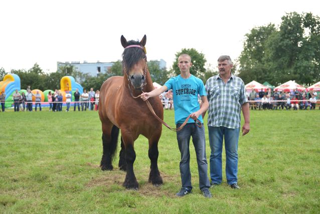Powiatowa Wystawa Koni 2014