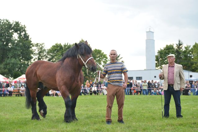 Powiatowa Wystawa Koni 2014