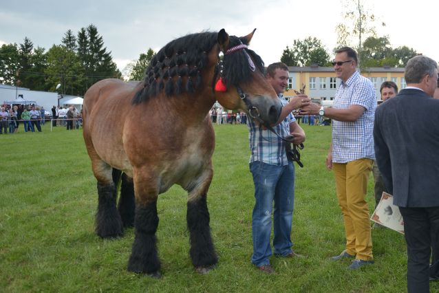 Powiatowa Wystawa Koni 2014
