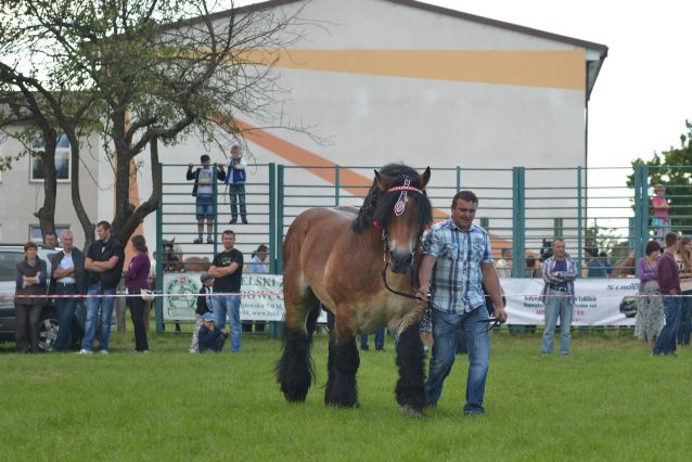 Powiatowa Wystawa Koni 2014