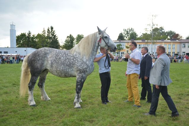 Powiatowa Wystawa Koni 2014
