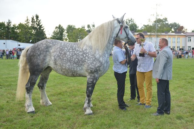 Powiatowa Wystawa Koni 2014