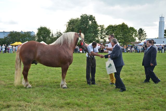 Powiatowa Wystawa Koni 2014