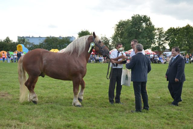 Powiatowa Wystawa Koni 2014