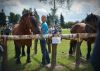 Powiatowa Wystawa Koni 2014