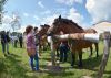 Powiatowa Wystawa Koni 2014