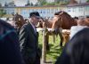 Powiatowa Wystawa Koni 2014