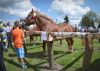 Powiatowa Wystawa Koni 2014