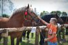 Powiatowa Wystawa Koni 2014