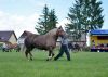 Powiatowa Wystawa Koni 2014