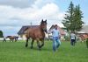 Powiatowa Wystawa Koni 2014