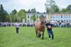 Powiatowa Wystawa Koni 2014