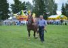 Powiatowa Wystawa Koni 2014