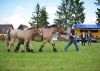 Powiatowa Wystawa Koni 2014
