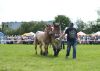 Powiatowa Wystawa Koni 2014