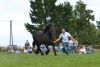 Powiatowa Wystawa Koni 2014