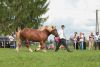 Powiatowa Wystawa Koni 2014