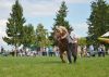 Powiatowa Wystawa Koni 2014