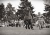 Powiatowa Wystawa Koni 2014