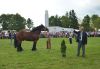 Powiatowa Wystawa Koni 2014