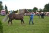 Powiatowa Wystawa Koni 2014