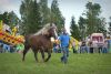 Powiatowa Wystawa Koni 2014