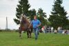 Powiatowa Wystawa Koni 2014