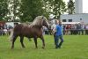 Powiatowa Wystawa Koni 2014