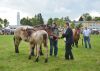 Powiatowa Wystawa Koni 2014