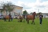 Powiatowa Wystawa Koni 2014