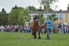 Powiatowa Wystawa Koni 2014