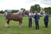 Powiatowa Wystawa Koni 2014