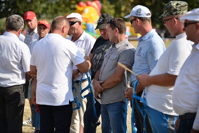 VIII Regionalna Wystawa Koni Zimnokrwistych