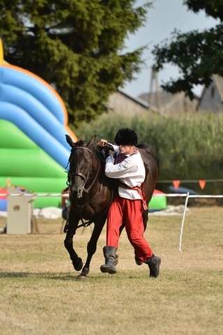 VIII Regionalna Wystawa Koni Zimnokrwistych