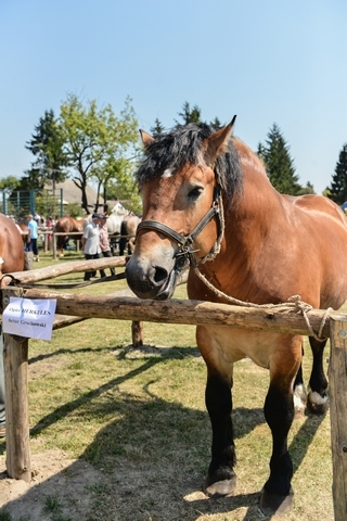 VIII Regionalna Wystawa Koni Zimnokrwistych